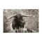 Stupell Industries Longhorn's Gaze Photography Canvas Wall Art Design by Nathan Larson